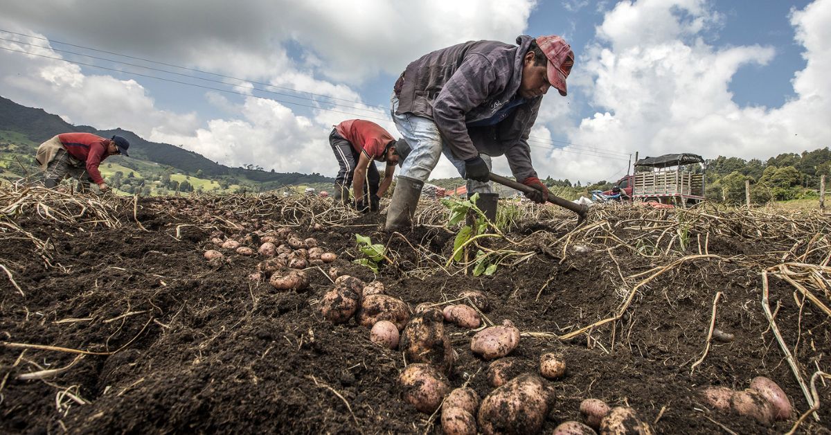 Minagricultura alista hoja de ruta para reducir costos de producción de papa